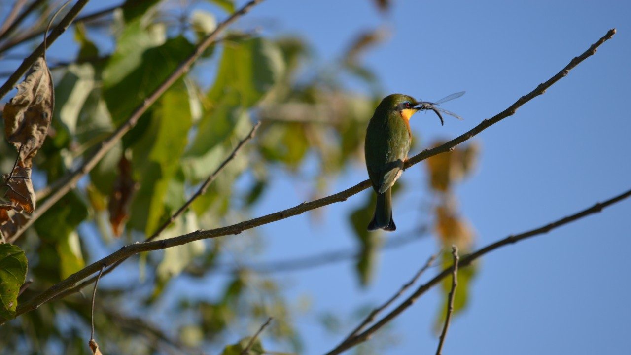  A photo of a bird sitting on a thin tree branch with an insect in it's mouth. Behind it is a clear blue sky and green leaves.