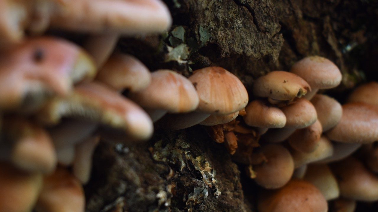  A photograph by Clare Tallamy of mushrooms growing on the side of a tree. The mushrooms on the left and right edges of the image are blurry and the mushrooms in the center are in focus.
