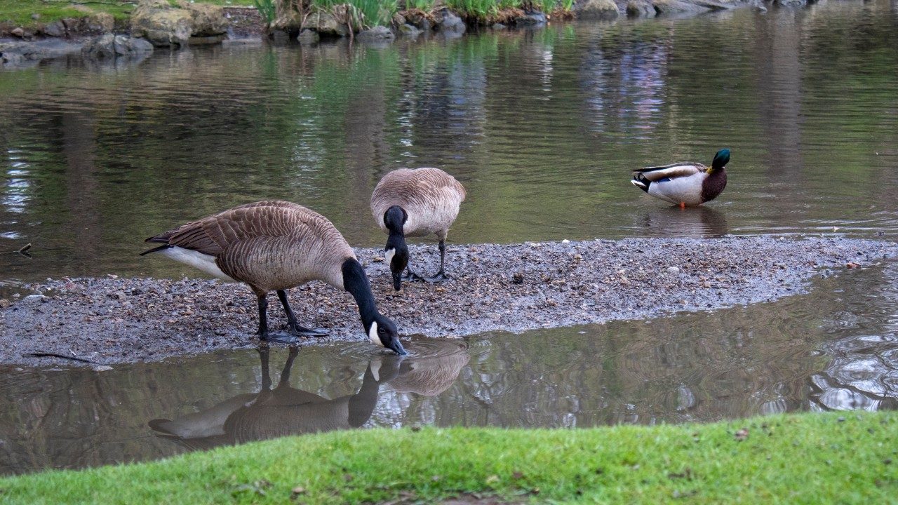  A photo by Amber Williams of two Canada geese and one mallard at the Virginia Tech Duck Pond