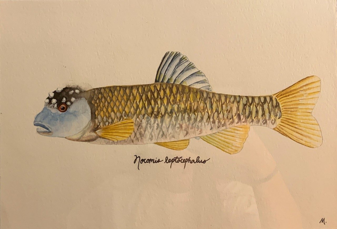  A watercolor painting by Madison Betts of Nomis leptocephalus, a fish with one blue fin and five yellow fins, yellowy brown scales, a blue face, and a nobbed head.