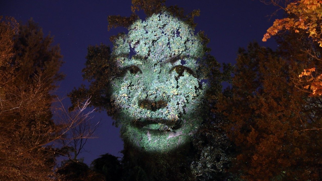  An example of Craig Walsh's "Monuments," enormous night-time projections that transform trees into sculptural monuments. An Asian woman's face is projected onto a large tree.