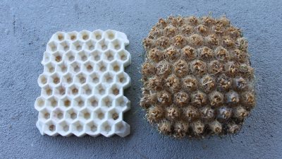 ICAT: "Open (at the) Source" — Weaving Weeds, photo by Braden Perryman. At left, a white honeycomb shaped planter; at right, the underside of sprouted seeds with the honeycomb pattern visible.