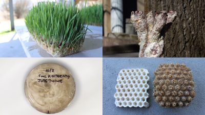 ICAT: "Open (at the) Source" featuring thumbnails of the projects Mycelium Memetrics and Weaving Weeds, photos by Avery Gendell and Braden Perryman
